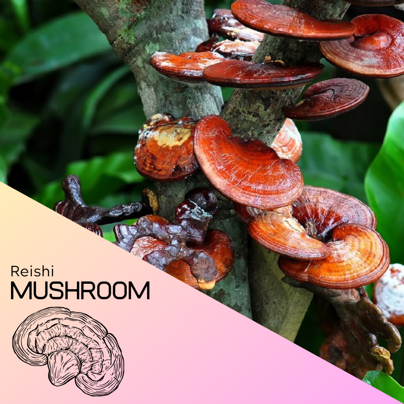 Reishi