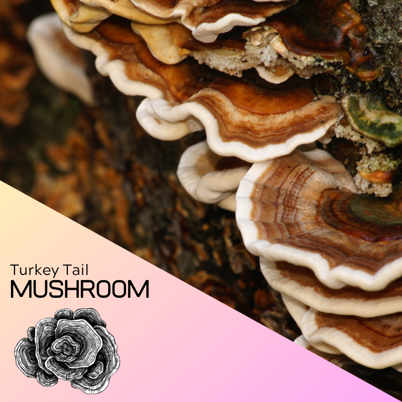 Turkey Tail